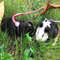 1iob1-4m-2-0m-Adjustable-Pet-Hamster-Leash-Harness-Rope-Gerbil-Cotton-Rope-Harness-Lead-Collar.jpg