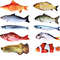 LRYPCat-Toy-Training-Entertainment-Fish-Plush-Stuffed-Pillow-20Cm-Simulation-Fish-Cat-Toy-Fish-Interactive-Pet.jpg