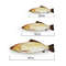 8F8W20-30-40-Creative-Cat-Toy-3d-Fish-Simulation-Soft-Plush-Anti-Bite-Catnip-Interaction-Chewing.jpg