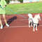 A4LaNylon-Dog-Harness-Leash-For-Medium-Large-Dogs-Leads-Pet-Training-Running-Walking-Safety-Mountain-Climb.jpg