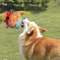 pykYDog-Squeaky-Toys-Soft-Comfortable-Cute-Plush-Rattle-Bell-Ball-Stress-Relief-Interactive-Props-Pets-Supplies.jpg