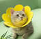 QzYlNew-Cute-Flower-Crown-Felt-Pet-Collar-Cat-Slim-Head-Cover-Postoperative-Recovery-Anti-Lick-Shame.jpg