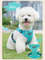 5PA54-point-Adjustment-Dog-Harness-and-Leash-Set-for-Small-Dogs-Reflective-Mesh-Dog-Harness-Vest.jpg