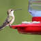 7mjG10Pcs-Hummingbird-Feeders-Replacement-Flowers-Outdoor-Plastic-Replacement-Feeding-Ports-Bird-Hanging-Feeder.jpg