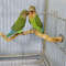 A2t0Natural-Parrot-Perch-Bird-Stand-Tree-Stick-Paw-Grinding-Fork-Parakeet-Climbing-Bird-Standing-Branches-Toys.jpg