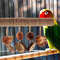 sCUaParrot-Toy-Perches-Bird-Cages-Tree-Wood-Branches-Birdcage-Natural-Standing-Rod-Parakeet-Wooden-Stands-Parrots.jpg