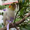 PXomUltra-light-Parrot-Bird-Flying-Traction-Rope-Straps-Band-Adjustable-Parrot-Harness-Outgoing-Leash-With-Comfortable.jpg