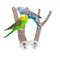 WrfdNatural-Wood-Pet-Parrot-Raw-Wood-Fork-Tree-Branch-Stand-Rack-Squirrel-Bird-Hamster-Branch-Perches.jpg