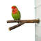VmWONatural-Wood-Pet-Parrot-Raw-Wood-Fork-Tree-Branch-Stand-Rack-Squirrel-Bird-Hamster-Branch-Perches.jpg