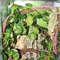 TUUtArtificial-Vine-Reptile-Lizards-Terrarium-Decoration-Chameleons-Climb-Rest-Plants-Leaves.jpg