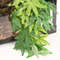 agKWReptile-Terrarium-Plant-Decoration-Reptile-Plants-With-Suction-Cup-For-Amphibian-Lizard-Snake-Climbing-Pets-Tank.jpg