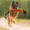 B6gsDurable-Dog-Bite-Stick-Creative-Dog-Tug-Toy-Non-slip-Wear-resistant-Pet-Dog-Training-Flax.jpg