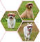 krO6UV-Protective-Goggles-for-Dogs-Cat-Sunglasses-Cool-Protection-Eyewear-for-Small-Medium-Dogs-Outdoor-Riding.jpg