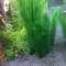 d1DgAquarium-Landscaping-Decoration-Green-Simulation-Water-Grass-Underwater-Ornamental-Plant-Fish-Tank-Decor-Chickweed-Feather-Grass.jpg