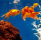 AA8t10pcs-Astaxanthin-Aquarium-Fish-Tank-Tablet-Pills-Fish-Food-Non-toxic-Supplies-Shrimp-Aquarium-Feeding-Fish.jpg