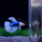 ZqE6Acrylic-Aquarium-Betta-Mirror-Fish-Tank-Floating-Round-Mirror-For-Fish-Betta-Flowerhorn-Cichlid-Training-4cm.jpg