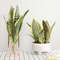 TDzcArtificial-Plants-for-Home-Garden-Decoration-Plastic-Sansevieria-Branch-DIY-Bonsai-Outdoor-Fake-Plants.jpg