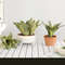 lVgXArtificial-Plants-for-Home-Garden-Decoration-Plastic-Sansevieria-Branch-DIY-Bonsai-Outdoor-Fake-Plants.jpg