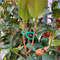 Va2FS-L-2-Size-Garden-Vine-Strapping-Clips-Plant-Bundled-Buckle-Ring-Holder-Tomato-Garden-Plant.jpg