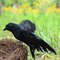 Vg1aSimulation-Halloween-Black-Raven-Crow-Natural-Prop-Scary-Pest-Repellent-Control-Pigeon-Repellent-Raven-Decoration-Party.jpg
