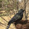 0DWpSimulation-Halloween-Black-Raven-Crow-Natural-Prop-Scary-Pest-Repellent-Control-Pigeon-Repellent-Raven-Decoration-Party.jpg