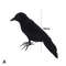 O885Simulation-Halloween-Black-Raven-Crow-Natural-Prop-Scary-Pest-Repellent-Control-Pigeon-Repellent-Raven-Decoration-Party.jpg