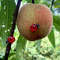 doqiRed-Acrylic-Ladybug-Self-Adhesive-Stickers-Home-Wedding-Party-Decor-Handicrafts-Halloween-Gifts-DIY-Potted-Plants.jpg