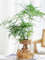 pPNCHydroponic-Plant-Home-Vase-Decor-Transparent-Hydroponic-Flower-Pot-Soilless-Plant-Pots-Office-Desktop-Green-Plants.jpg