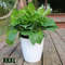 VETFLazy-Flower-Pot-Automatic-Water-Absorbing-Flowerpot-Transparent-Plastic-Self-Watering-Planter-Plants-Nursery-Pods-Flowerpot.jpeg