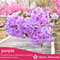 cxQDArtificial-Cherry-Blossom-Pink-White-Cherry-Tree-Silk-Flower-Spring-Cherry-DIY-Bonsai-Arch-Wedding-Props.jpg