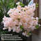 fBwEArtificial-Cherry-Blossom-Pink-White-Cherry-Tree-Silk-Flower-Spring-Cherry-DIY-Bonsai-Arch-Wedding-Props.jpg