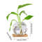 0hL3Avocado-Seed-Starter-Vase-Transparent-Glass-Vase-Vase-for-Growing-Plant-Glass-Seed-Growing-Kit-for.jpg