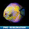 QO-6747_Discus Fish  Symphysodon Cichlid  Cute Freshwater Aquarium Animal 8891.jpg