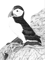 Puffin (3).png
