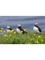puffin in IcelandLong .png