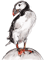 Puffin on a rock.png