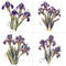 Iris Flower Clipart Designs 3.jpg