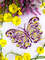Variegated Butterfly 2024 Cover.jpg