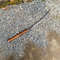 Toothpick Sword Custom Handmade Sword Viking Outdoor Hunting Sword Survival Camp (1).jpg