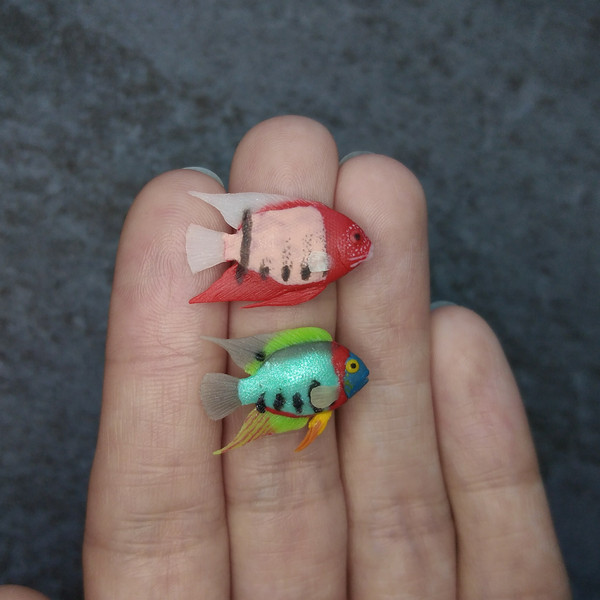 tiny-colorful-fish-1.jpg