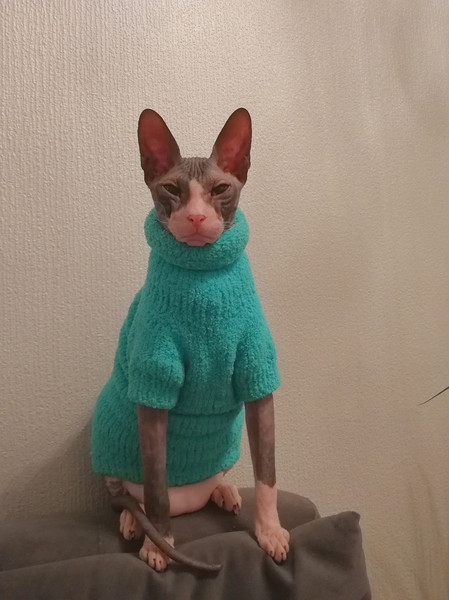 Cat clothes,sphynx clothes,sphynx sweater,cat sweater - Inspire Uplift