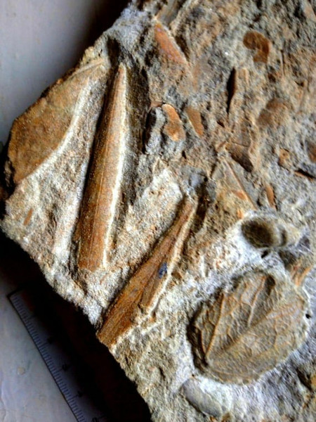 Fossil stone plant-fossils-fossil plants-4.jpeg