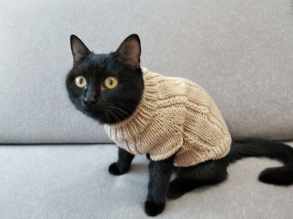 black cat in a knitted sweater