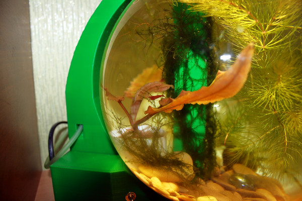 Shrimp in a round nano aquarium