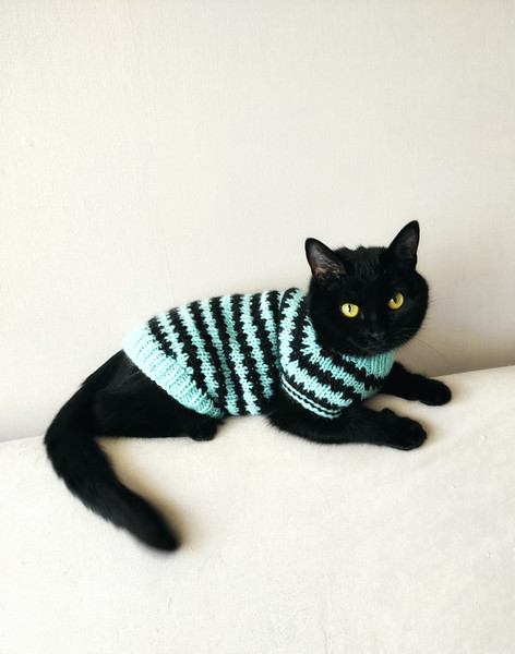 sweater-for-cat.jpeg