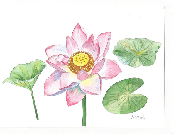 Pink Lotus and Leaves Watercolor II 2.jpg