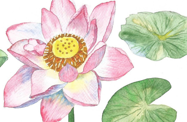Pink Lotus and Leaves Watercolor II 3.jpg