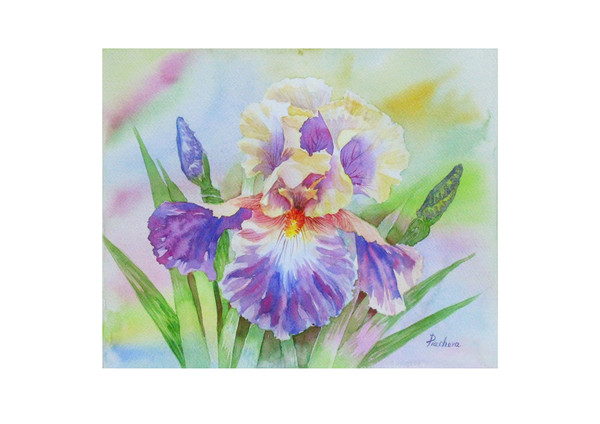 Yellow Violet Iris in the Gardens Poster by Natalia Piacheva_1.jpg