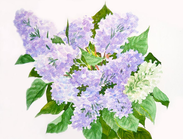 Bouquet of Lilac 2.jpg