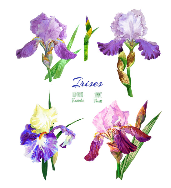 Irises flowers_1_1_1.jpg